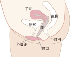 膣の入り口の縮小